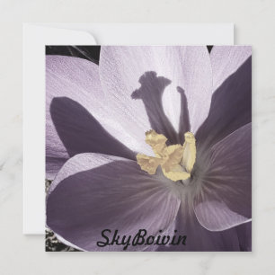 Schläfriges Crocus Poster