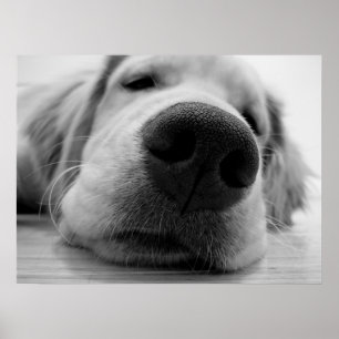 Schläfriges Goldenes Poster