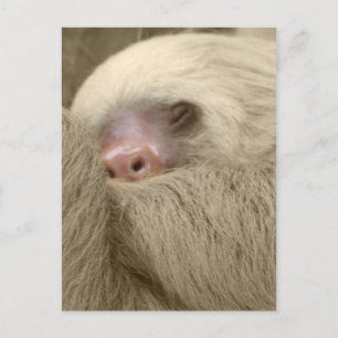Schläfrigkeit Postkarte