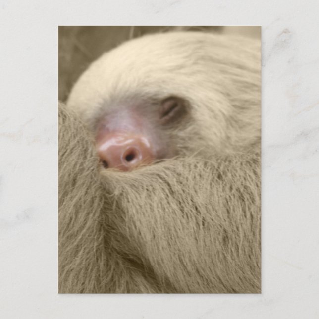 Schläfrigkeit Postkarte (Vorderseite)