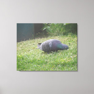 Schlaftaube Canvas Print Leinwanddruck