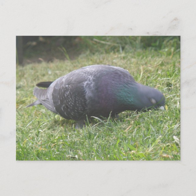 Schlaftaube Postkarte (Vorderseite)