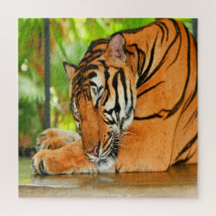 Schlaftiger Puzzle