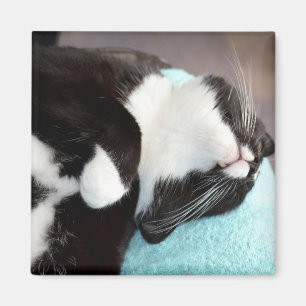 Schlaftuxedo Katzenkinnansicht kitschiges Bild Magnet