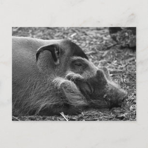 "Schlafvietnamesisches Hog" Postkarte