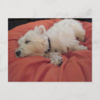 Schlafwestie Foto Postkarte