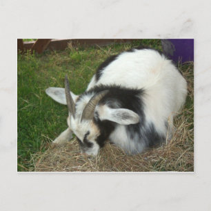 Schlafziege Postkarte