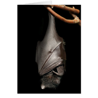 Schläger auf Schwarzem