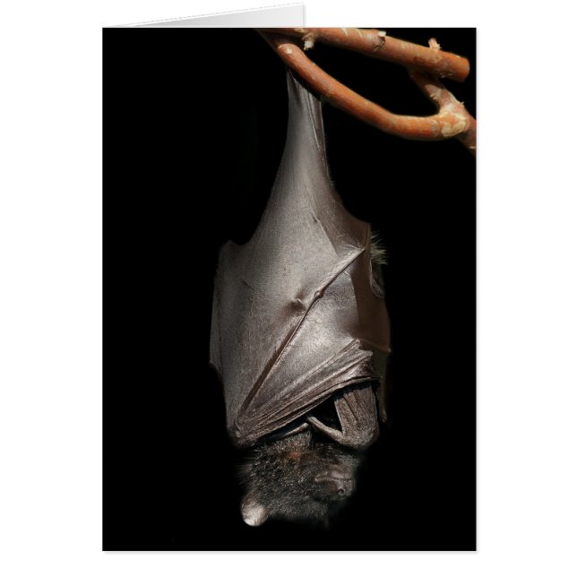 Schläger auf Schwarzem (Vorne)