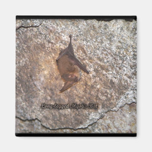 Schlägerhöhle Magnet