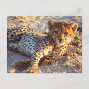 Schlampe Cheetah Cub bei Sonnenuntergang Postkarte