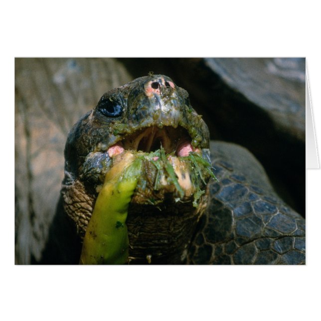 Schlampenfresser (Vorderseite (Horizontal))