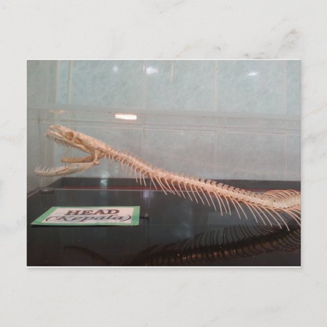 Schlange Kopf Skeleton Postkarte (Vorderseite)
