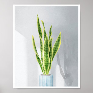 Schlange Pflanze, Schwiegerzunge, Sansevieria Poster