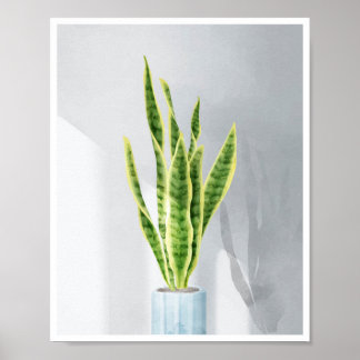 Schlange Pflanze, Schwiegerzunge, Sansevieria Poster