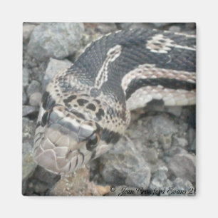 Schlange (Pituophis catenifer sayi) Magnet