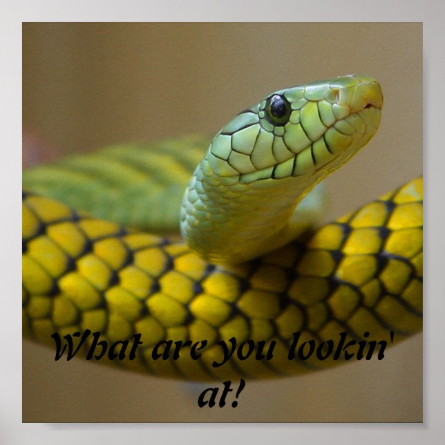 Schlange Poster (Vorne)
