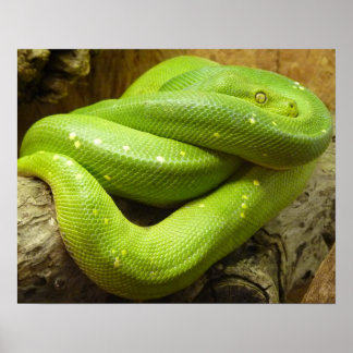 Schlange Poster