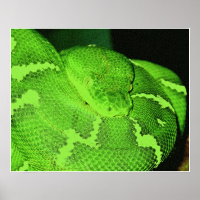 Schlange Poster (Vorne)