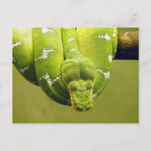 Schlange Postkarte