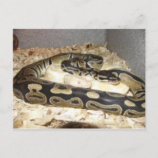Schlange Postkarte
