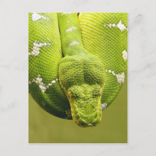 Schlange Postkarte