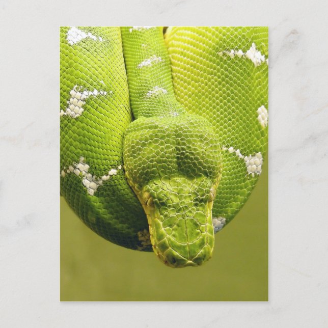 Schlange Postkarte (Vorderseite)