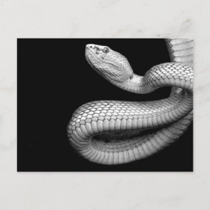 Schlange Postkarte