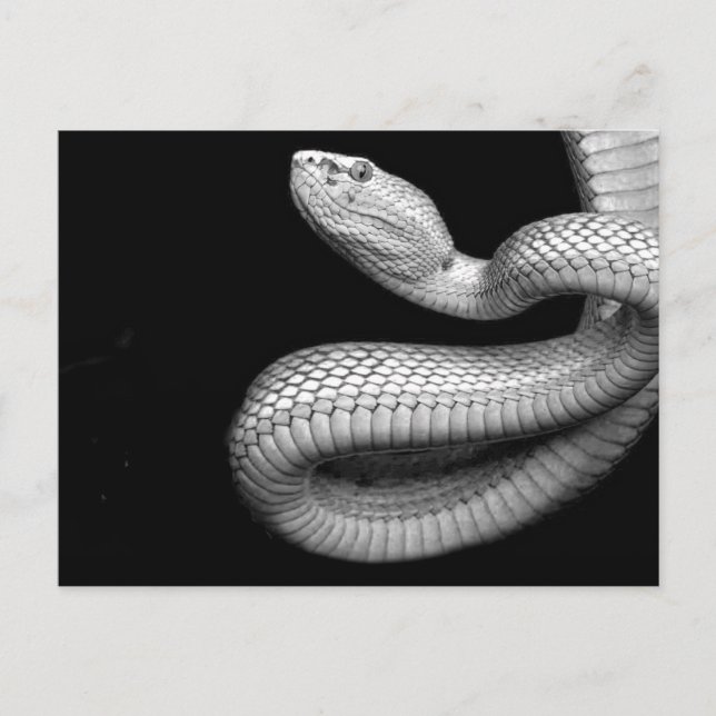 Schlange Postkarte (Vorderseite)