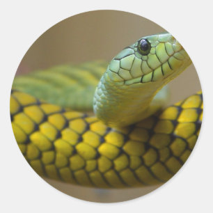 Schlange Reptile Runder Aufkleber