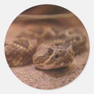 Schlange Runder Aufkleber