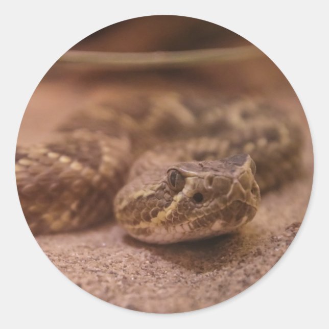 Schlange Runder Aufkleber (Vorderseite)