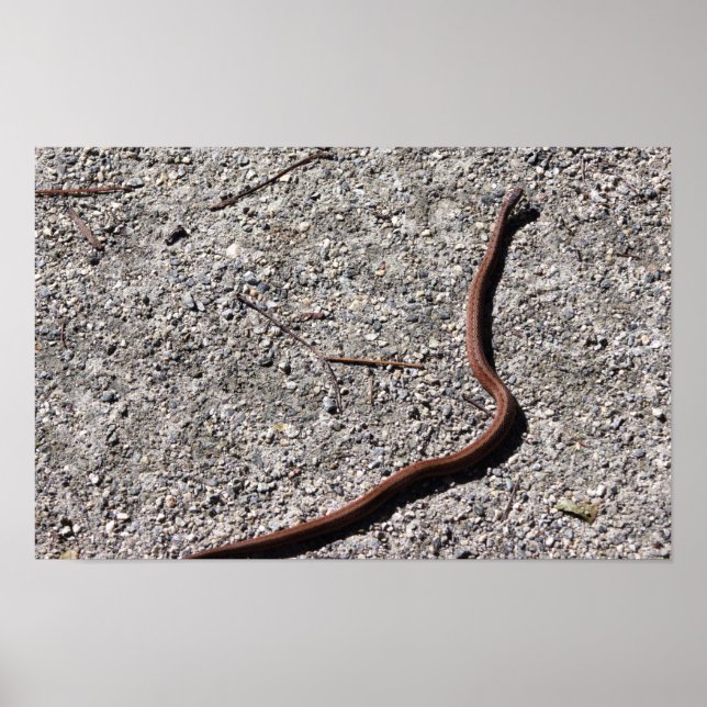 Schlangen Foto Poster (Vorne)
