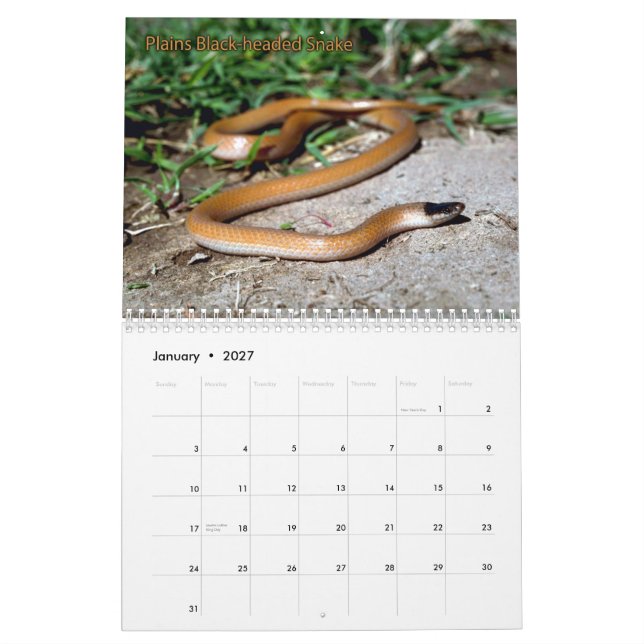 Schlangen-Kalender Kalender (Jan 2027)