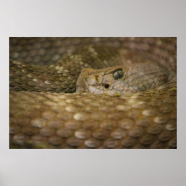 Schlangenauge Poster