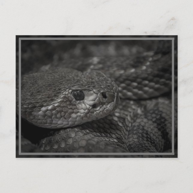 Schlangenauge Postkarte (Vorderseite)