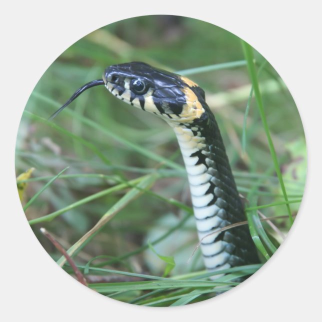 Schlangenkopf Runder Aufkleber (Vorderseite)