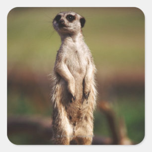 Schlangenmeerkat Quadratischer Aufkleber