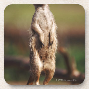 schlank-angebundenes meerkat getränkeuntersetzer