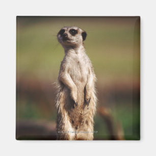 schlank-angebundenes meerkat magnet