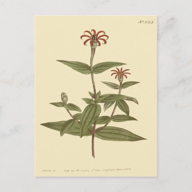 schlanke, rote Zinnia-Illustration Postkarte (Vorderseite)