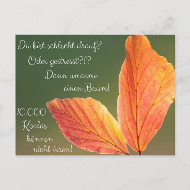 Schlecht drauf? Gestresst! Machs wie ein Koala! Postkarte (Vorderseite)