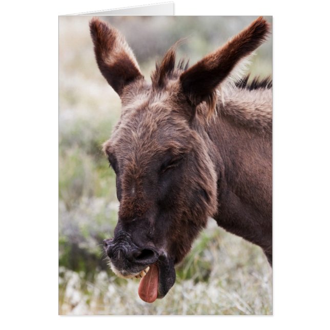 Schlechter Geschmack (Vorne)