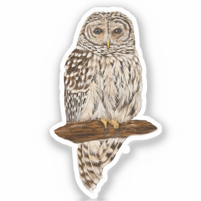 Schleiereule Aufkleber (Vorderseite)