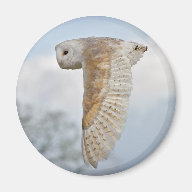 Schleiereule im Flug Magnet (Vorne)