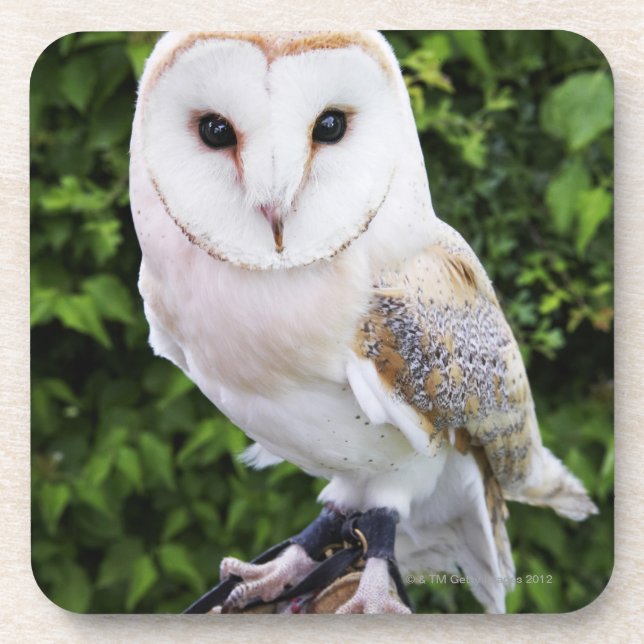 Schleiereule (Tyto alba) auf Handschuh Getränkeuntersetzer (Vorderseite)