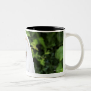 Schleiereule (Tyto alba) auf Handschuh Zweifarbige Tasse