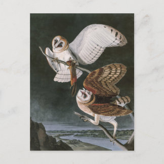 Schleiereulen, die Vögel von Amerika John James Postkarte