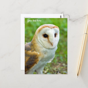 Schleiereulen-Postkarte Postkarte