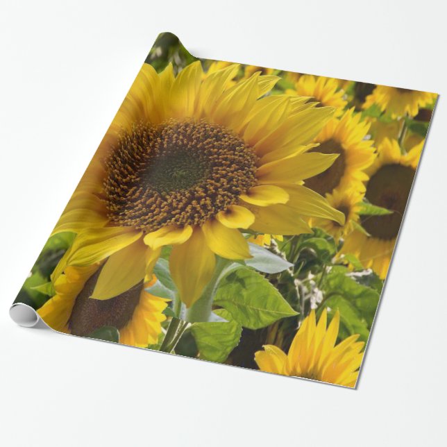 Schleifpapier Sonnenblume Geschenkpapier (Ungerollt)